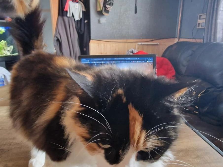 Cat blocking computer