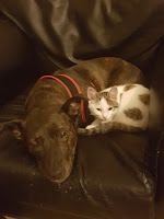 Misty and Daisy